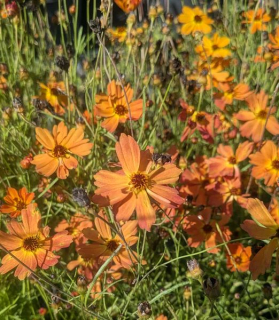Coreopsis ‘Mango Punch’